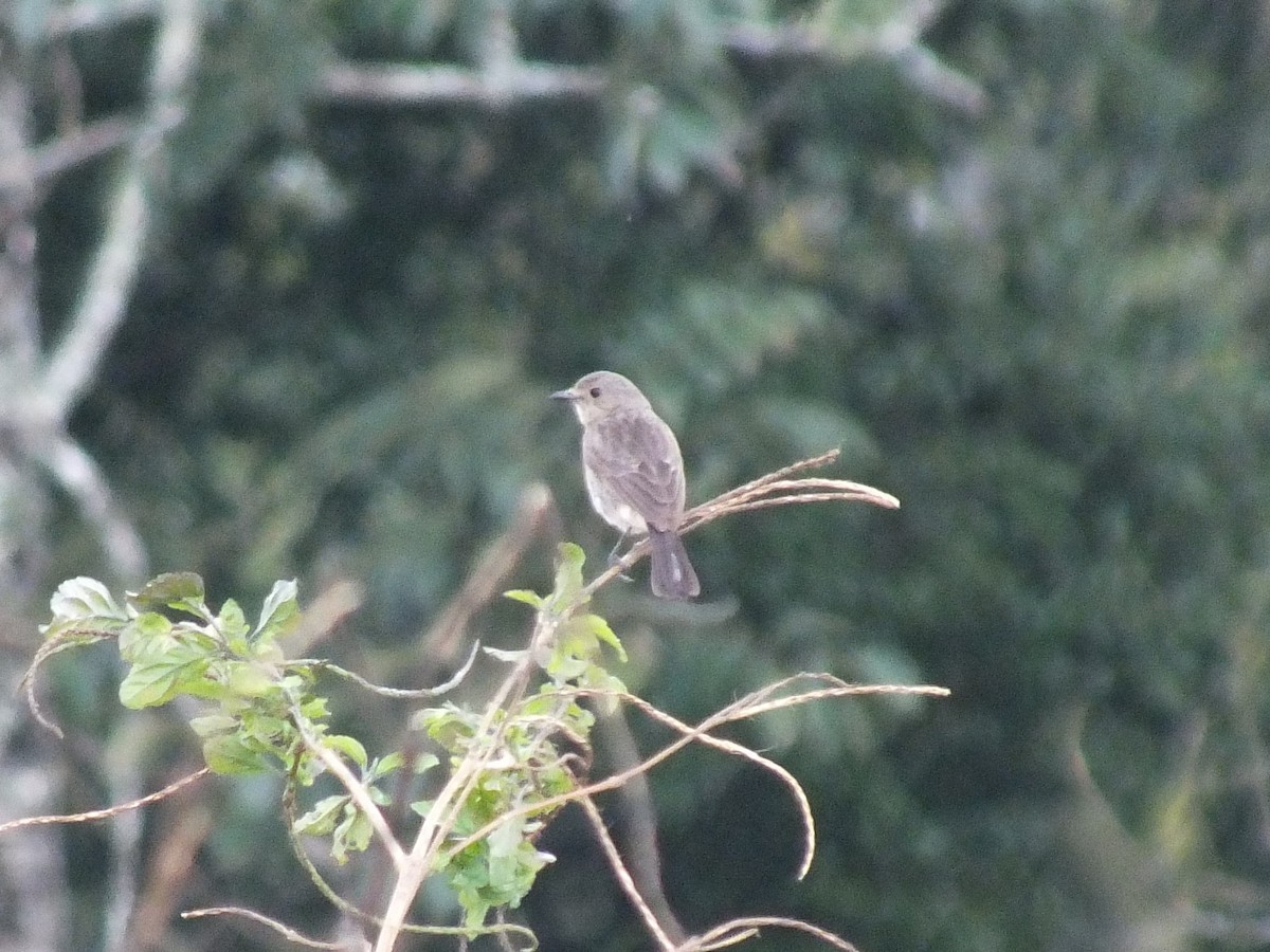 Pied Bushchat - ML643594915