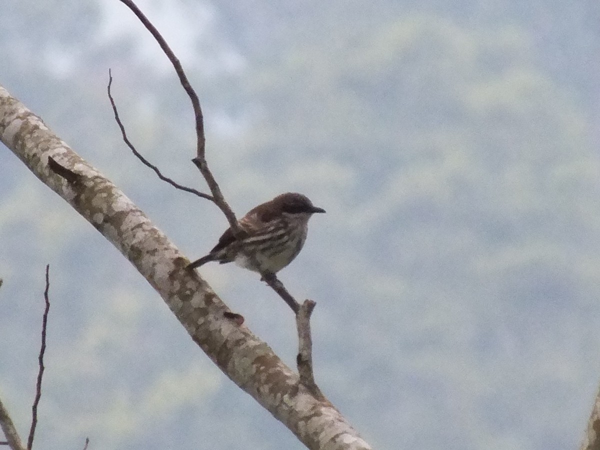 Stripe-breasted Rhabdornis - ML643594926