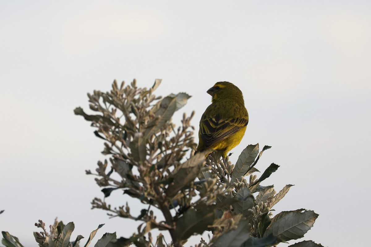 Brimstone Canary - ML643594927
