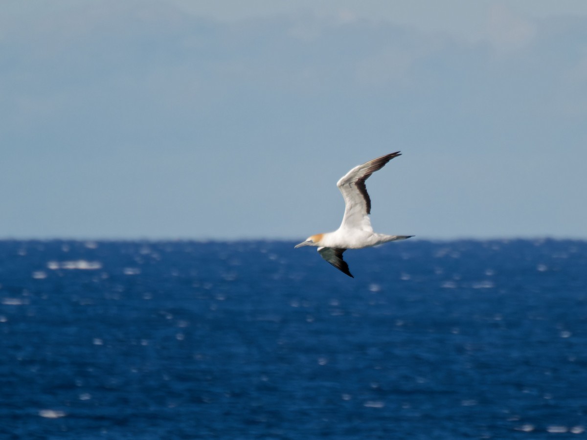 Australasian Gannet - ML643594933