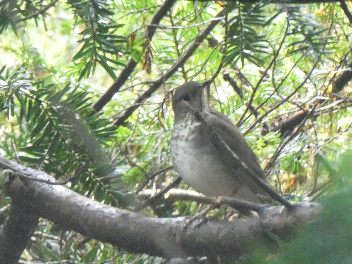 Gray-cheeked Thrush - ML643594943