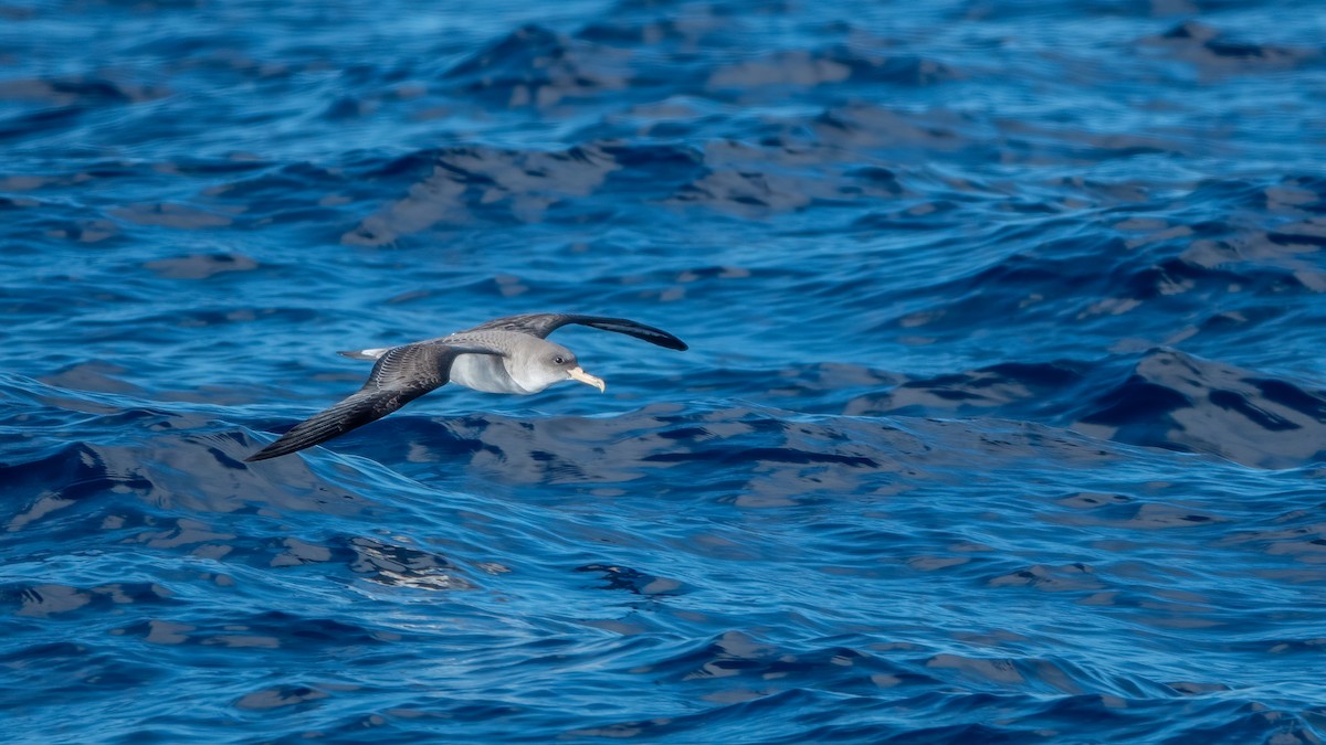 Cory's Shearwater - ML643594951