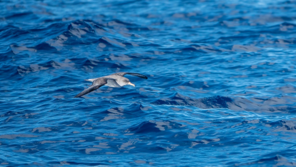 Cory's Shearwater - ML643594952