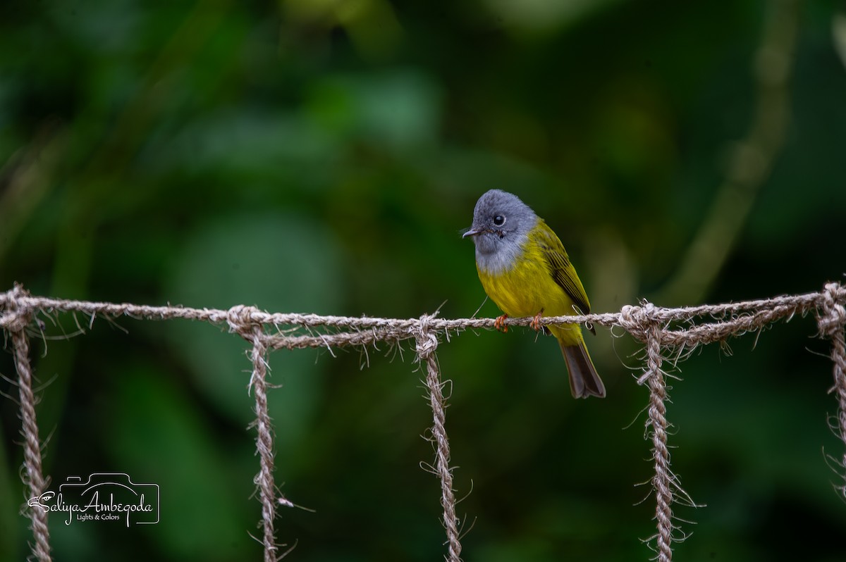 Gray-headed Canary-Flycatcher - ML643594956