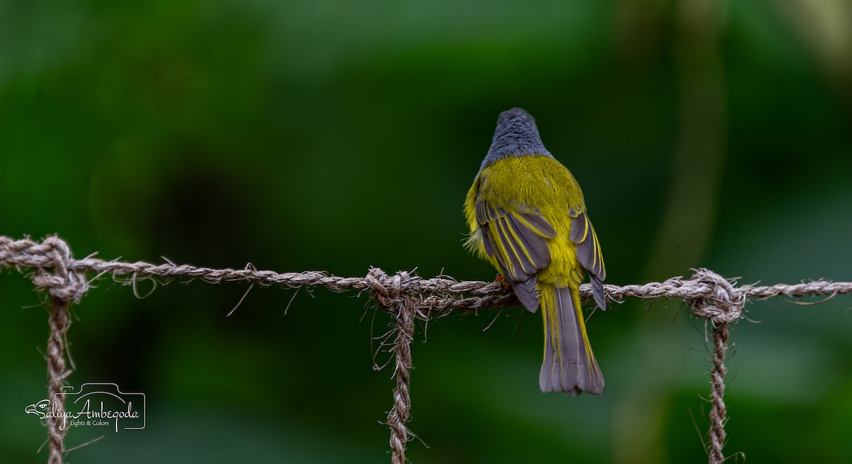 Gray-headed Canary-Flycatcher - ML643594958