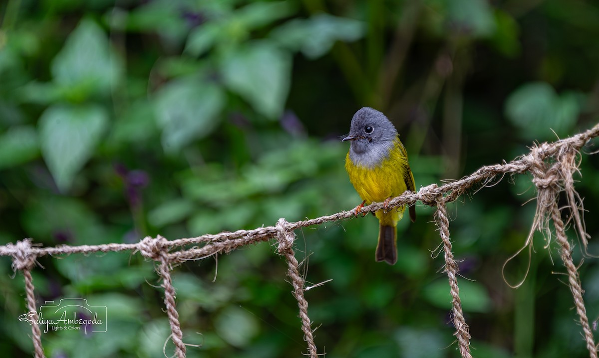 Gray-headed Canary-Flycatcher - ML643594959