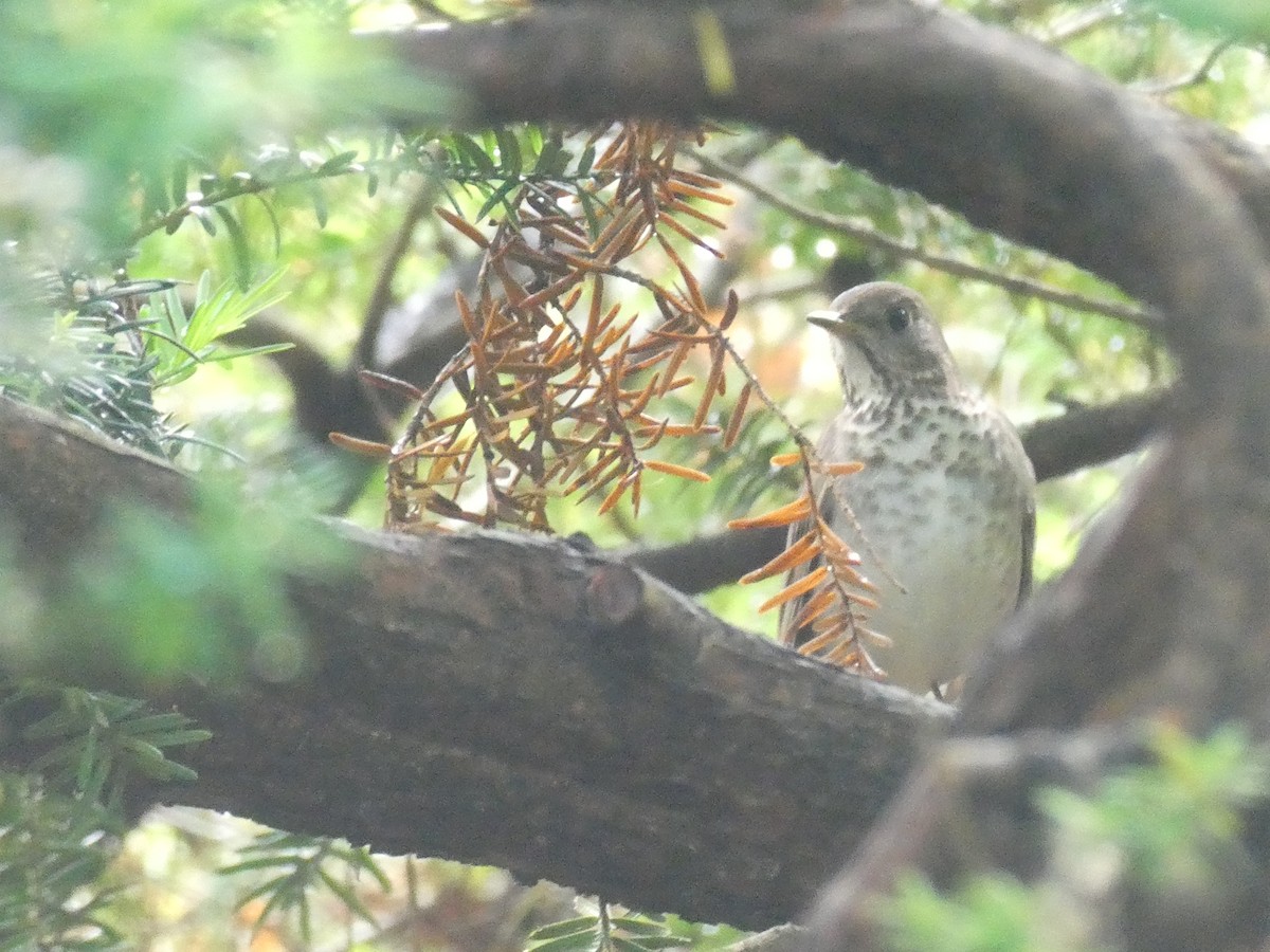 Gray-cheeked Thrush - ML643594972