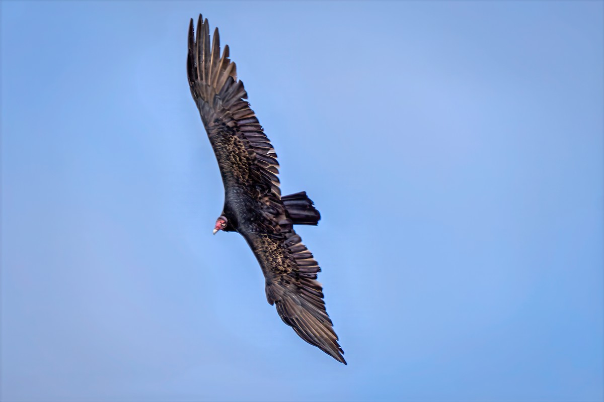 Turkey Vulture - ML643595003