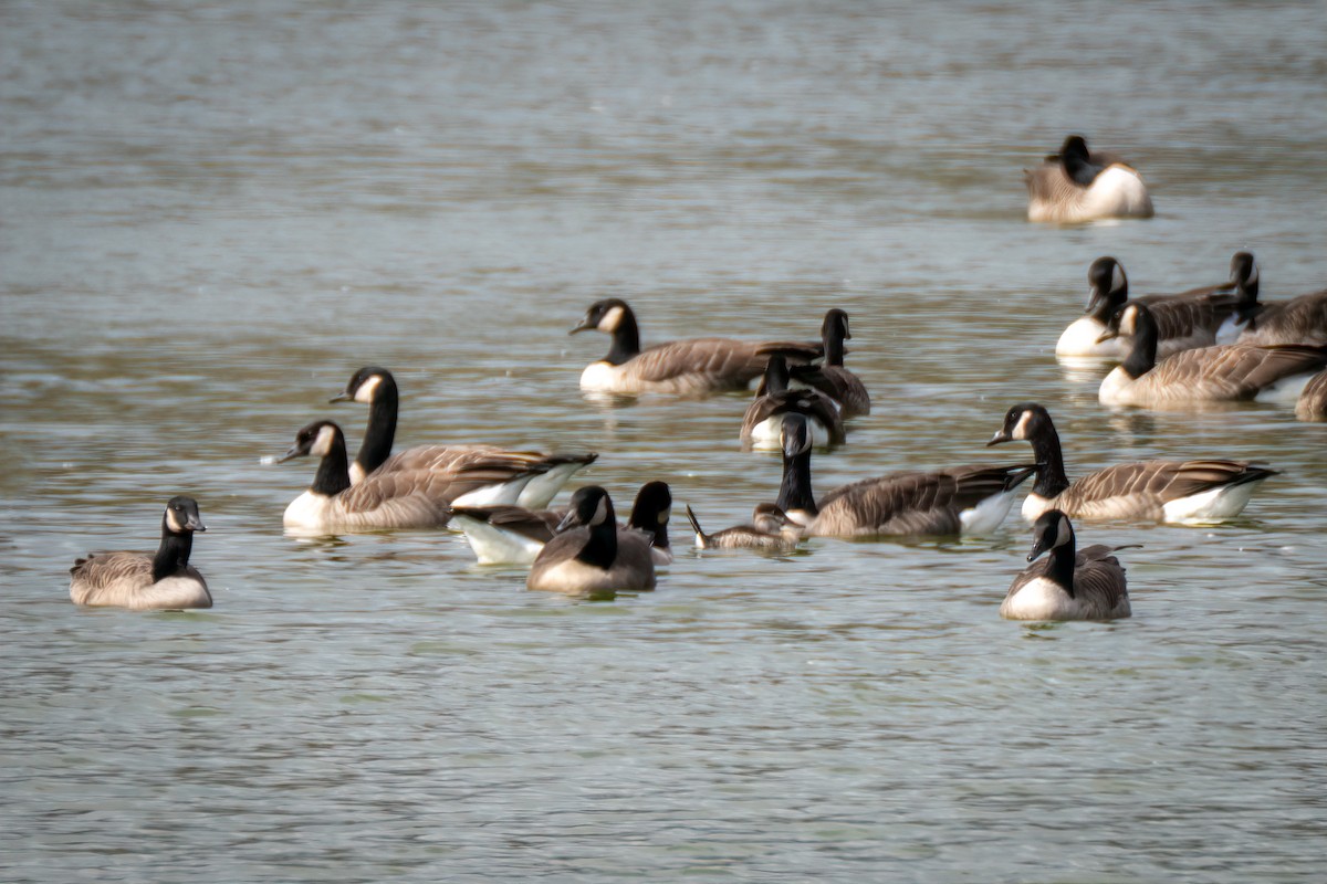 Ruddy Duck - ML643595016