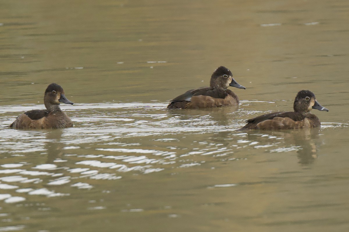 Ring-necked Duck - ML643595017