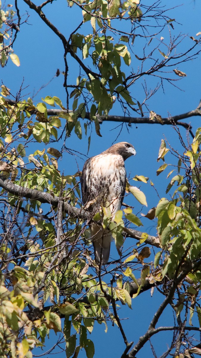 Red-tailed Hawk - ML643595031