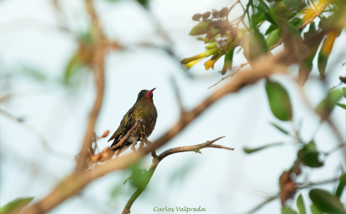 Gilded Hummingbird - ML643595032
