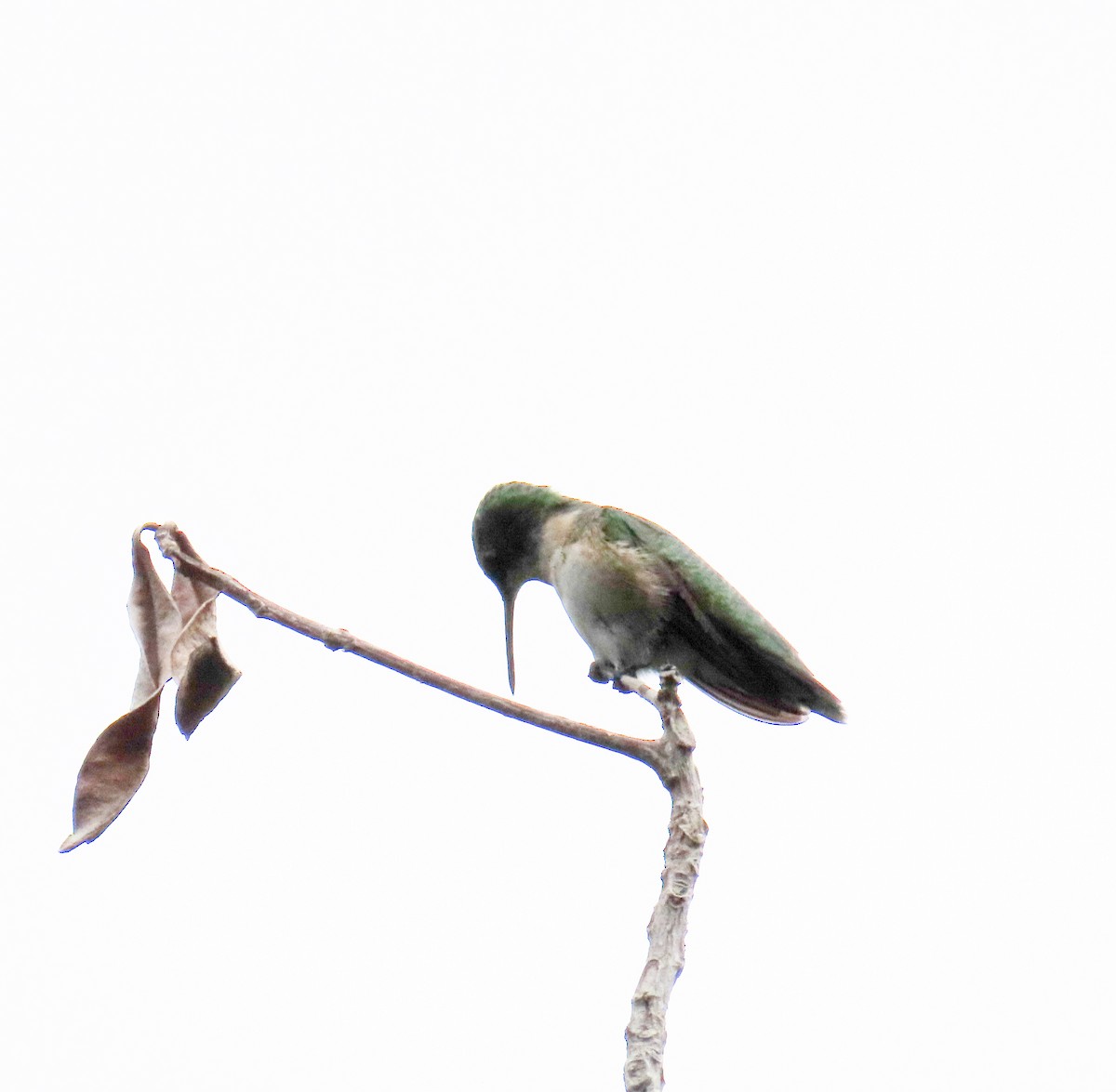Colibrí Gorjirrubí - ML643595043