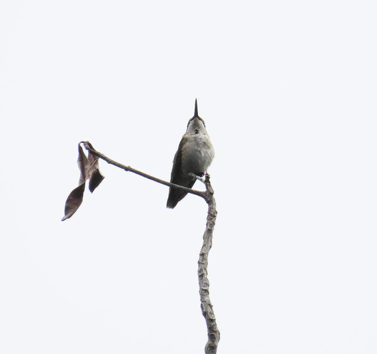 Colibrí Gorjirrubí - ML643595044