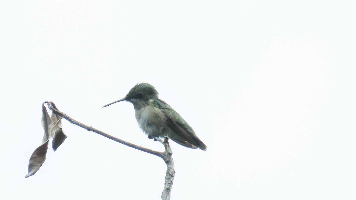 Colibrí Gorjirrubí - ML643595045