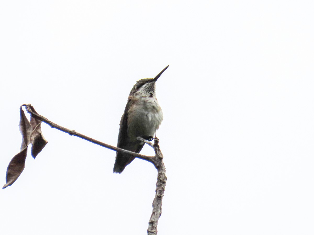 Colibrí Gorjirrubí - ML643595046