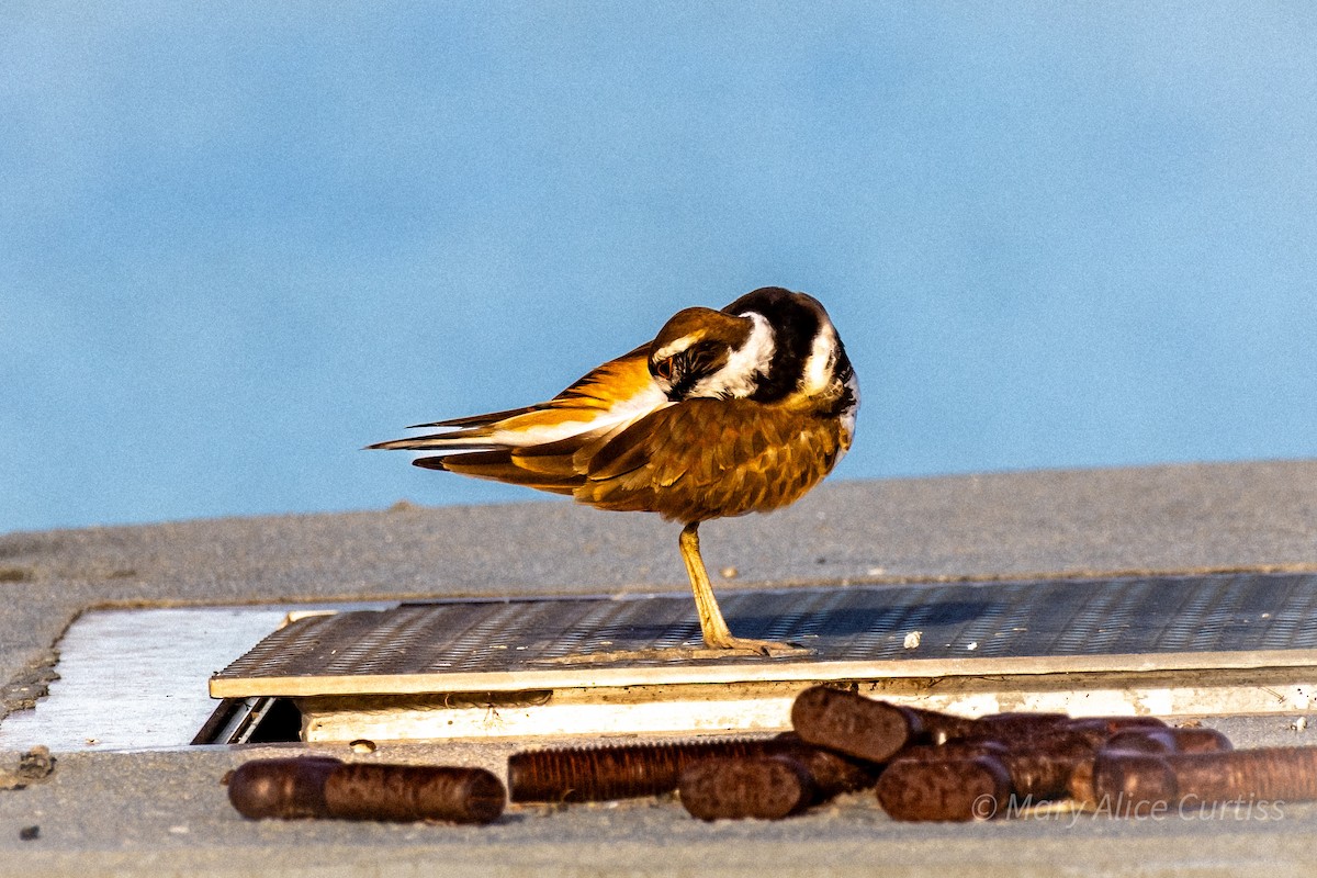 Killdeer - ML643595053