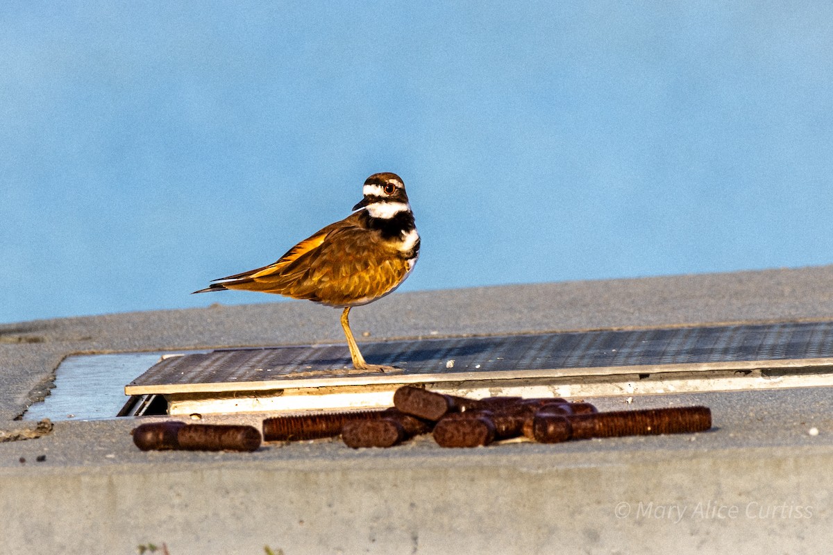 Killdeer - ML643595055