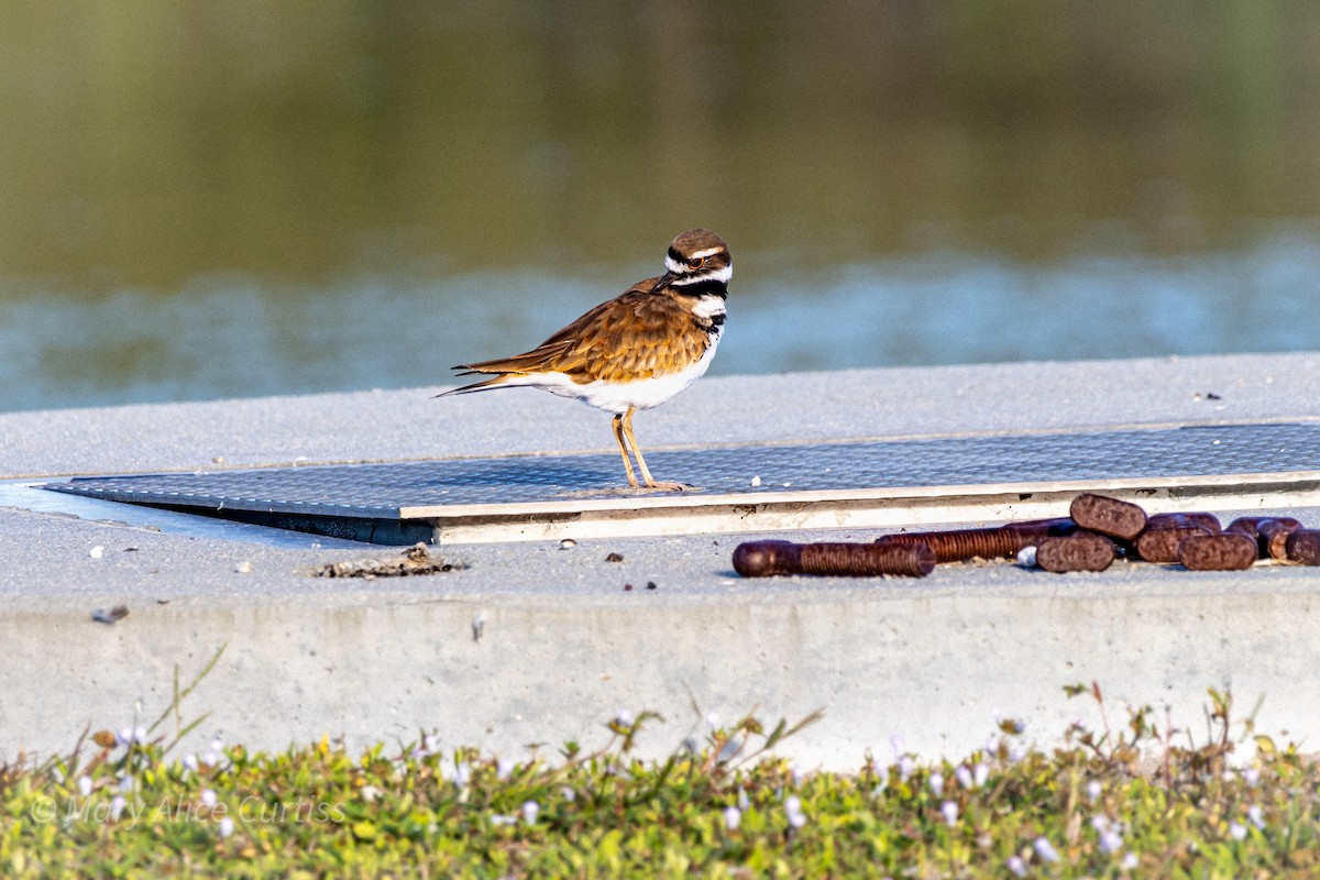 Killdeer - ML643595056