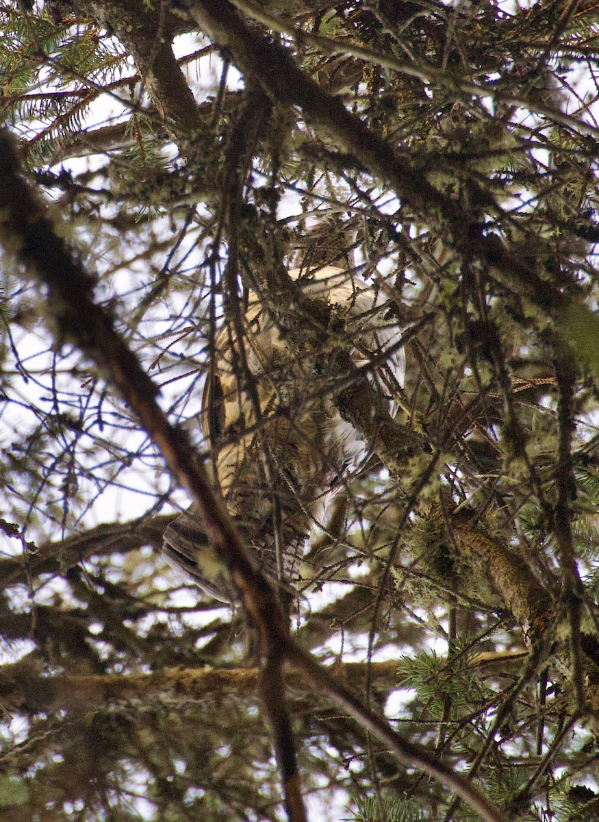 Ruffed Grouse - ML643595063