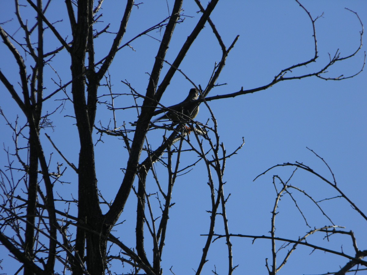 Austral Thrush - ML643595065