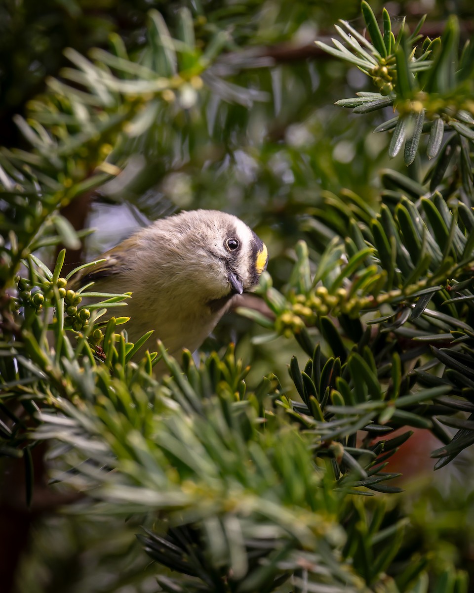 Golden-crowned Kinglet - ML643595076