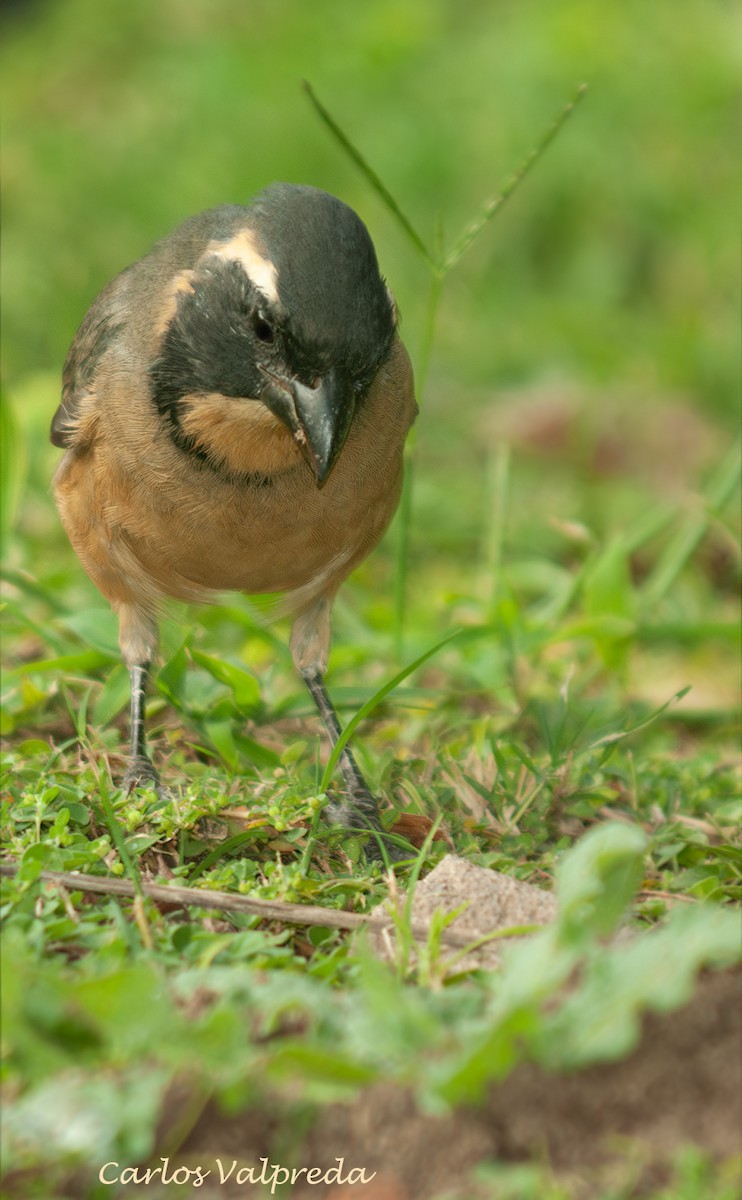 Golden-billed Saltator - ML643595093