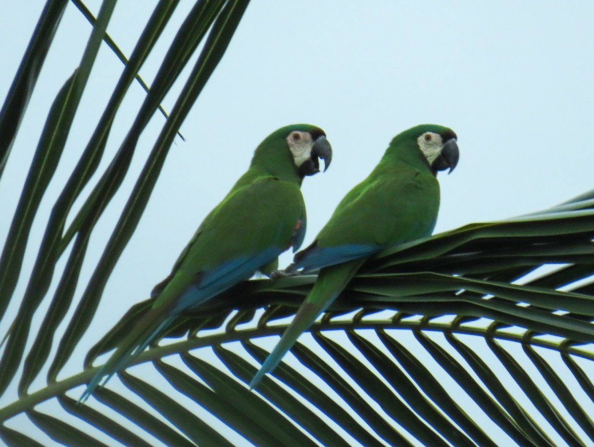 Chestnut-fronted Macaw - ML643595096