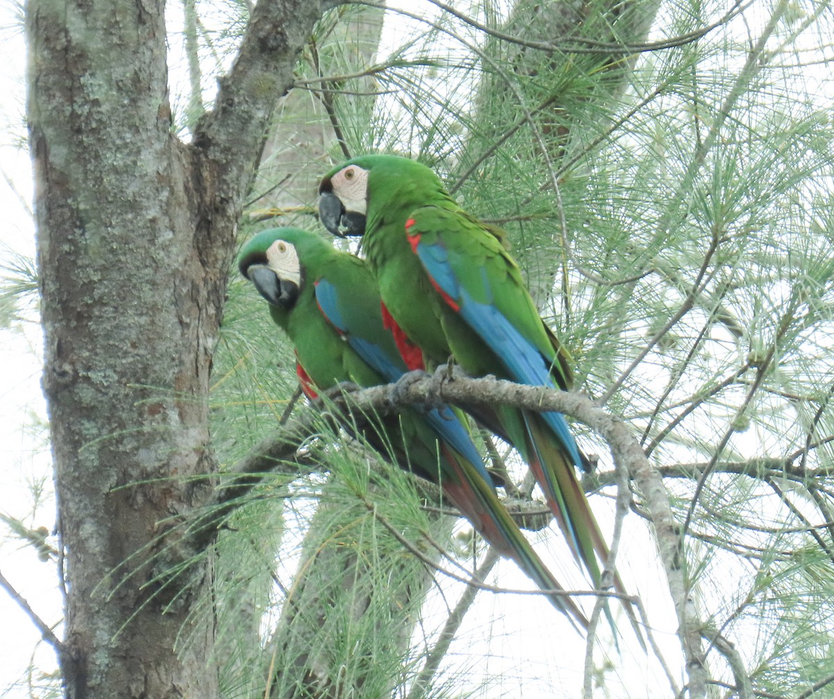 Chestnut-fronted Macaw - ML643595097