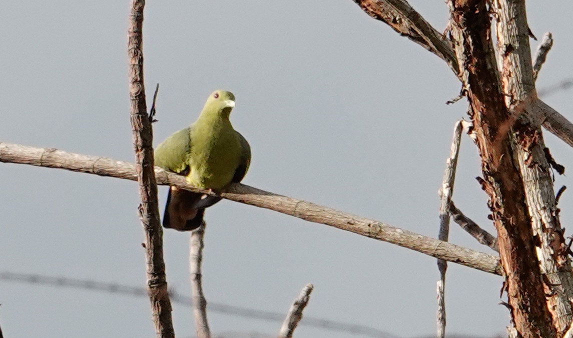 Pink-necked Green-Pigeon - ML643595104