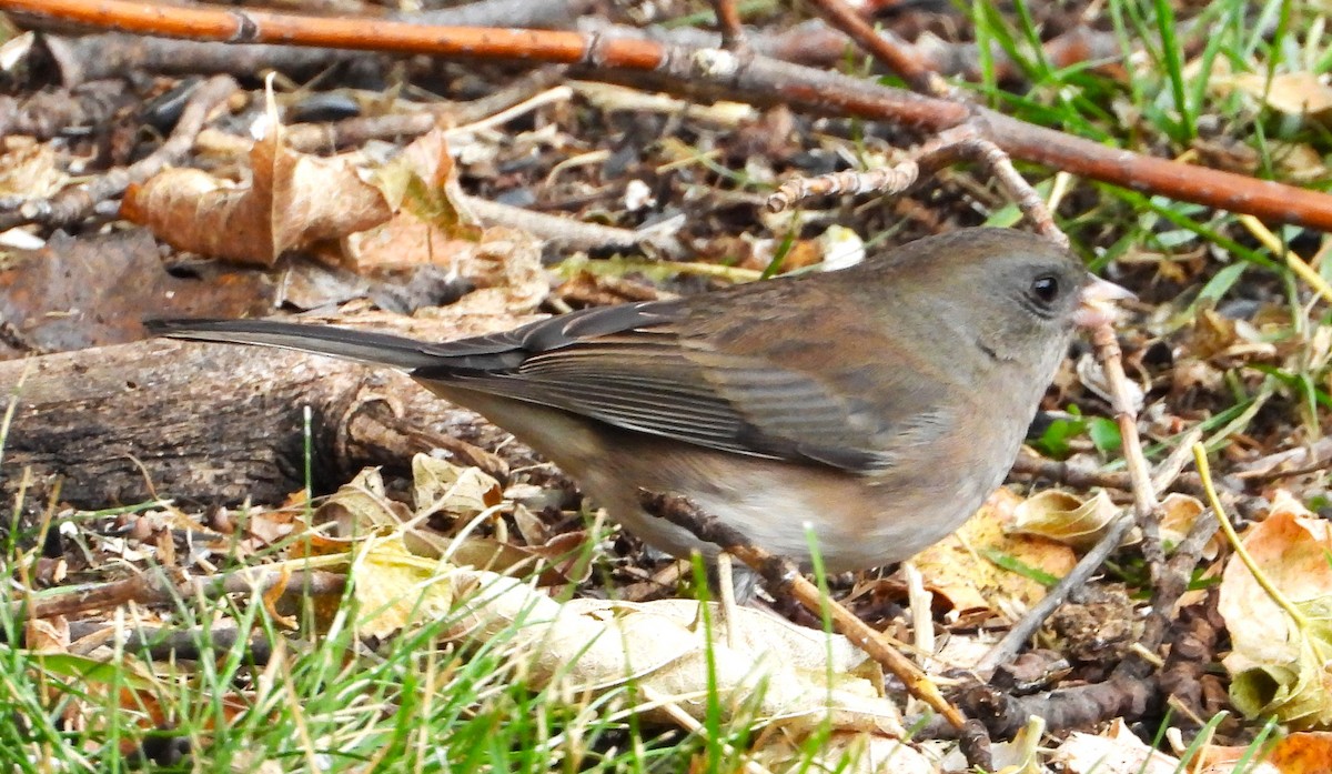 Dark-eyed Junco - ML643595111