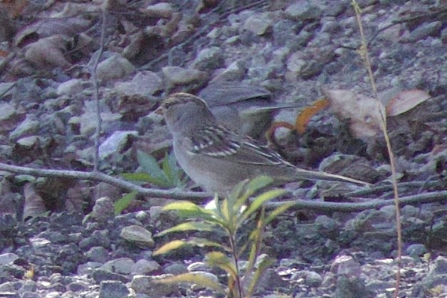 White-crowned Sparrow - ML643595115
