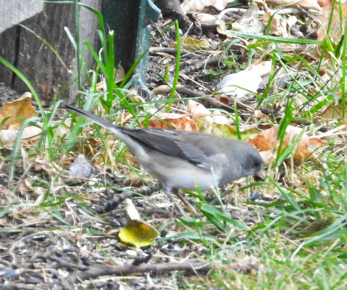 Dark-eyed Junco - ML643595124