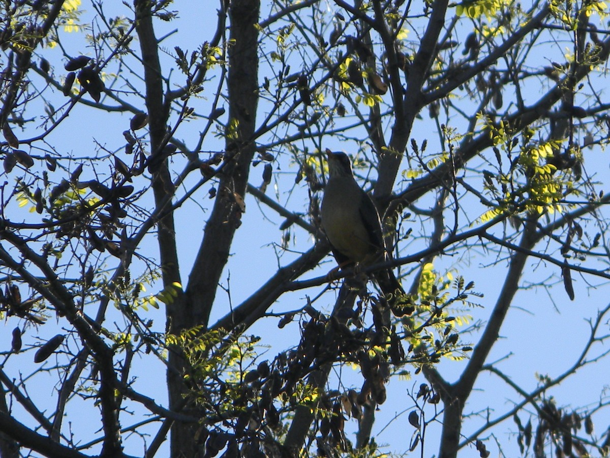 Austral Thrush - ML643595130