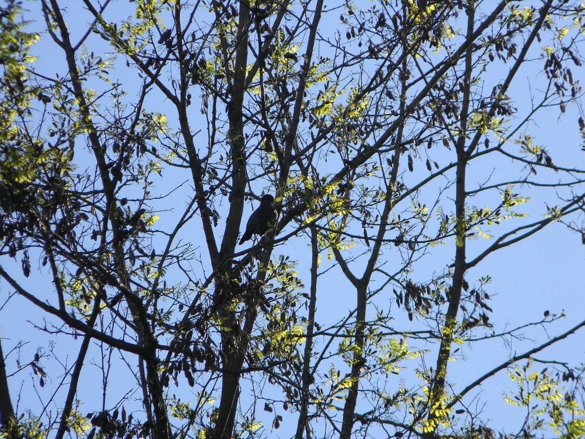 Austral Thrush - ML643595131