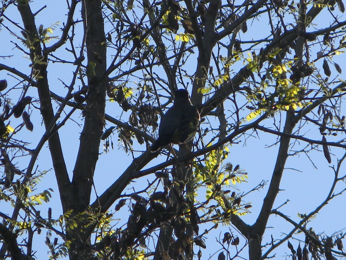 Austral Thrush - ML643595132