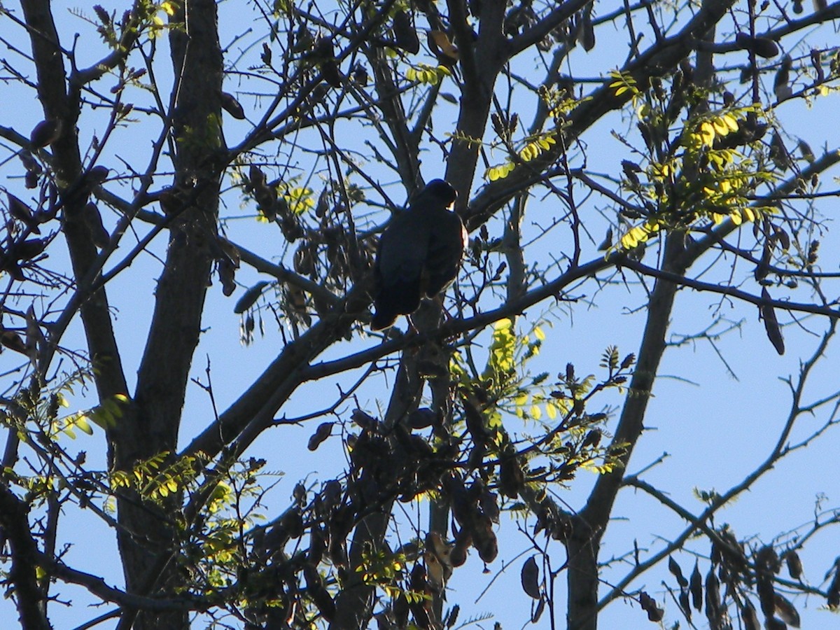 Austral Thrush - ML643595133