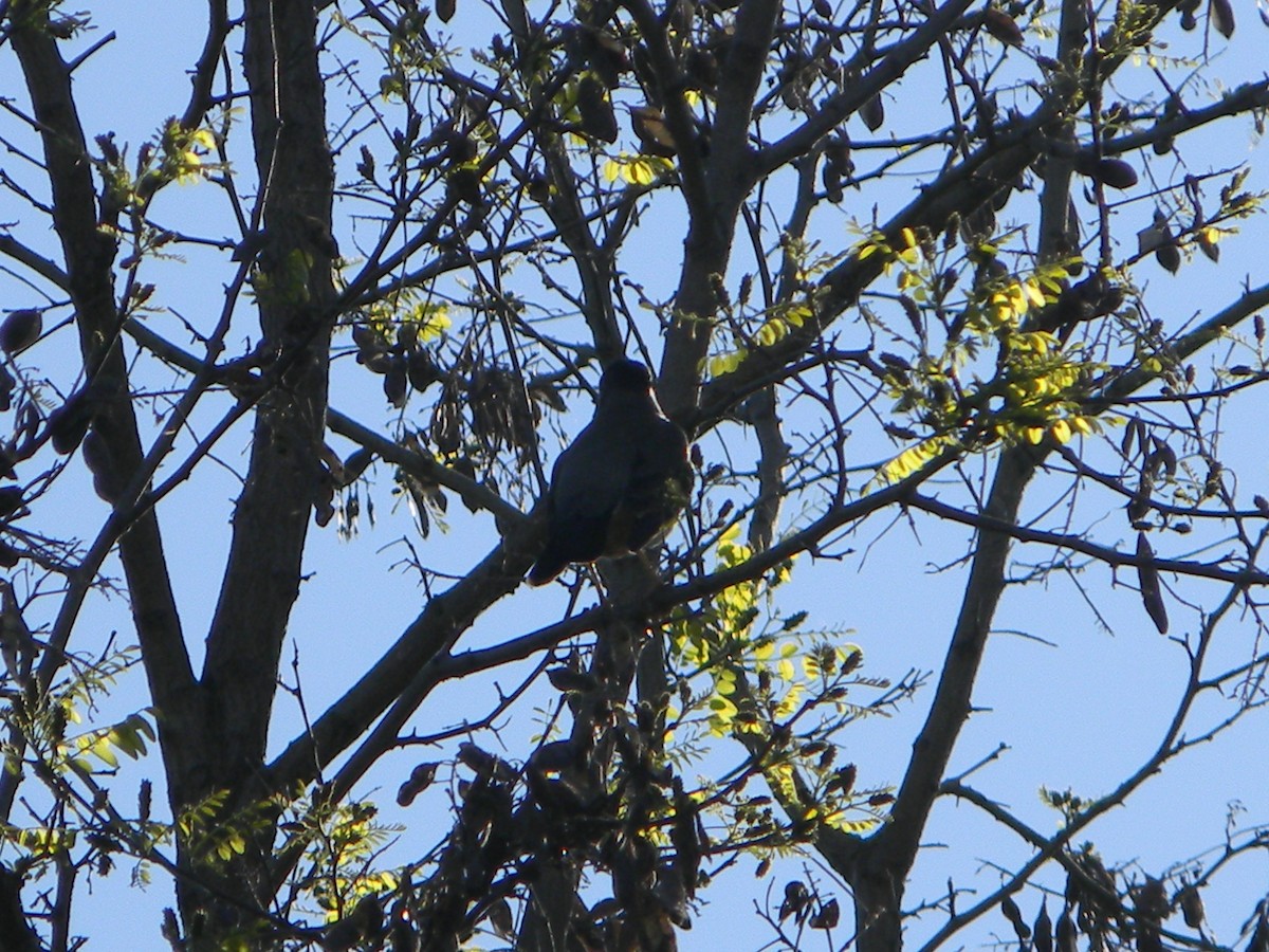 Austral Thrush - ML643595134