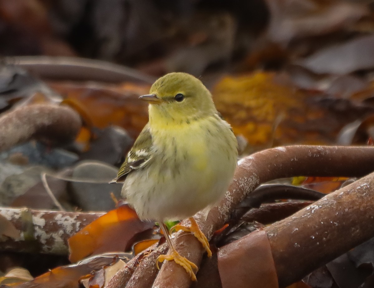 Blackpoll Warbler - ML643595163