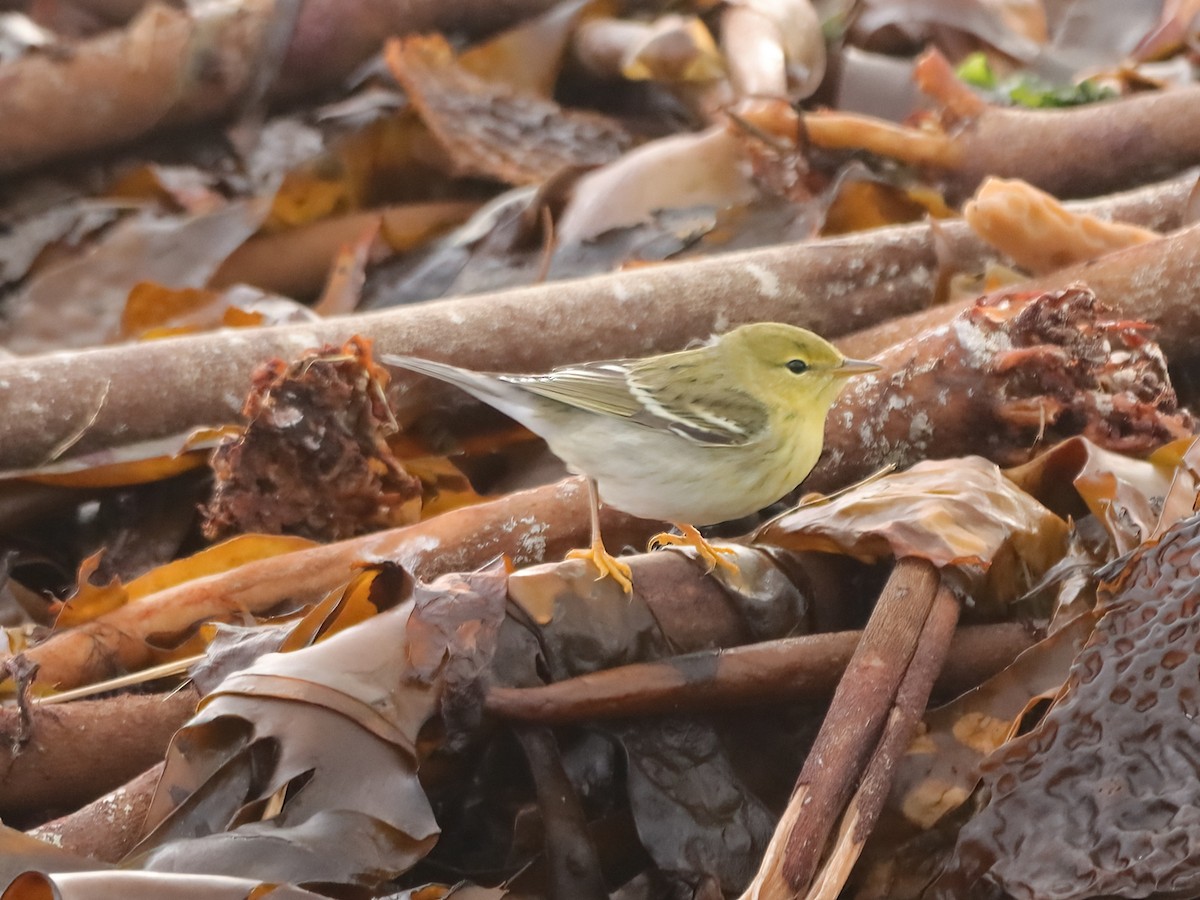 Blackpoll Warbler - ML643595164