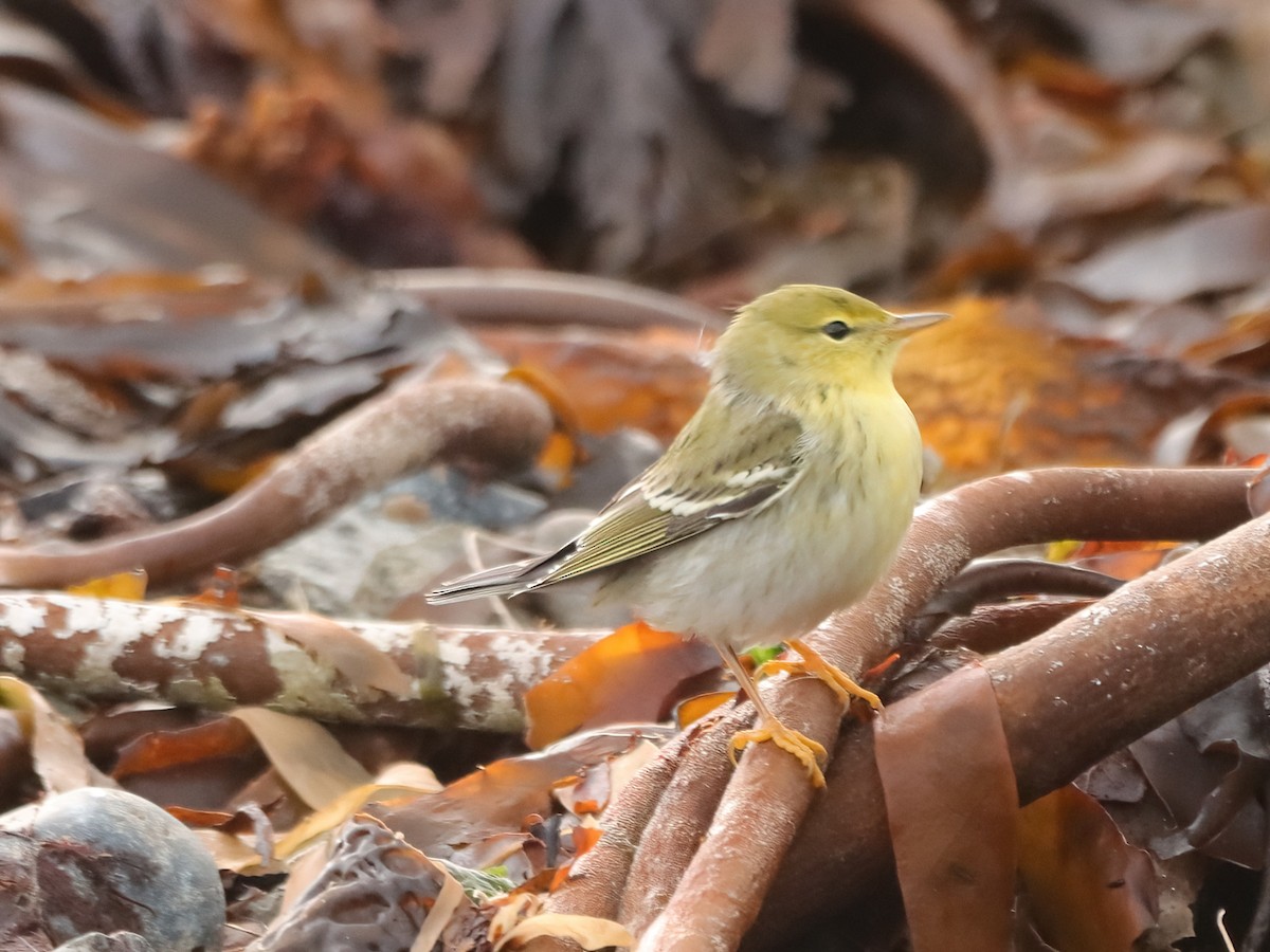 Blackpoll Warbler - ML643595165
