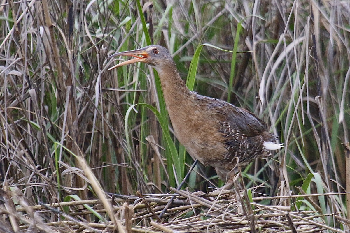 オウサマクイナ／ヒガシオニクイナ - ML643595169