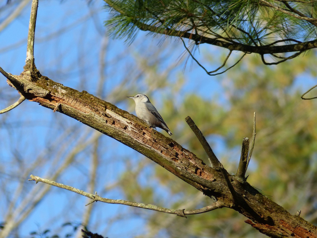 White-breasted Nuthatch - ML643595172