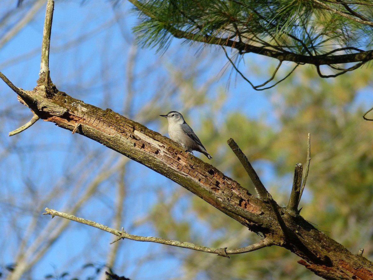 White-breasted Nuthatch - ML643595173