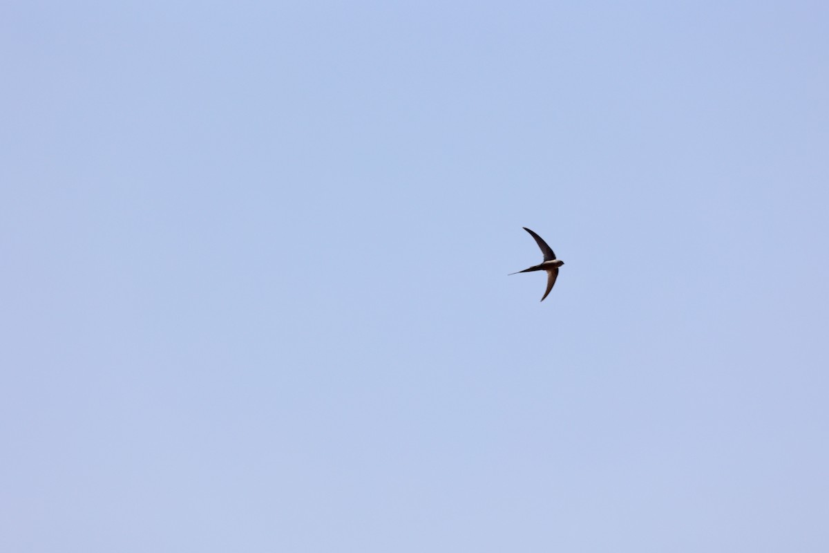 African Palm Swift - ML643595178