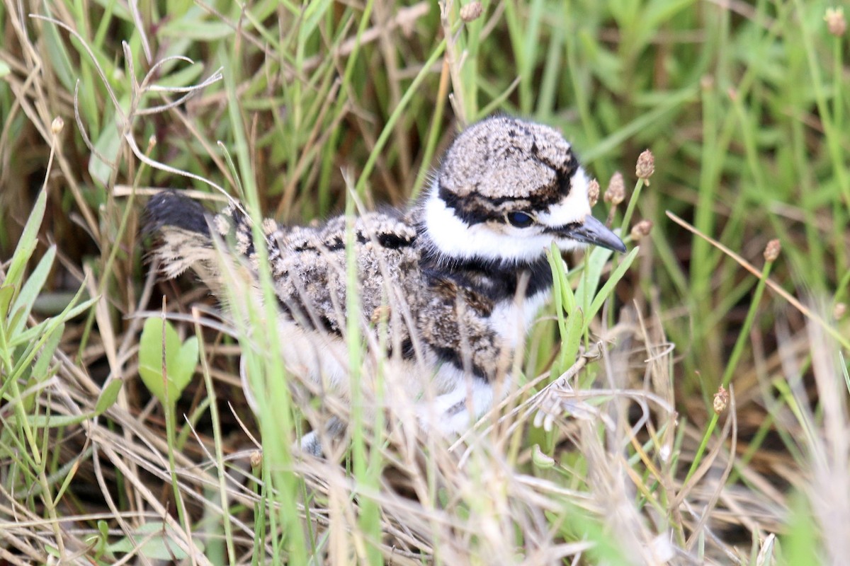Killdeer - ML643595189
