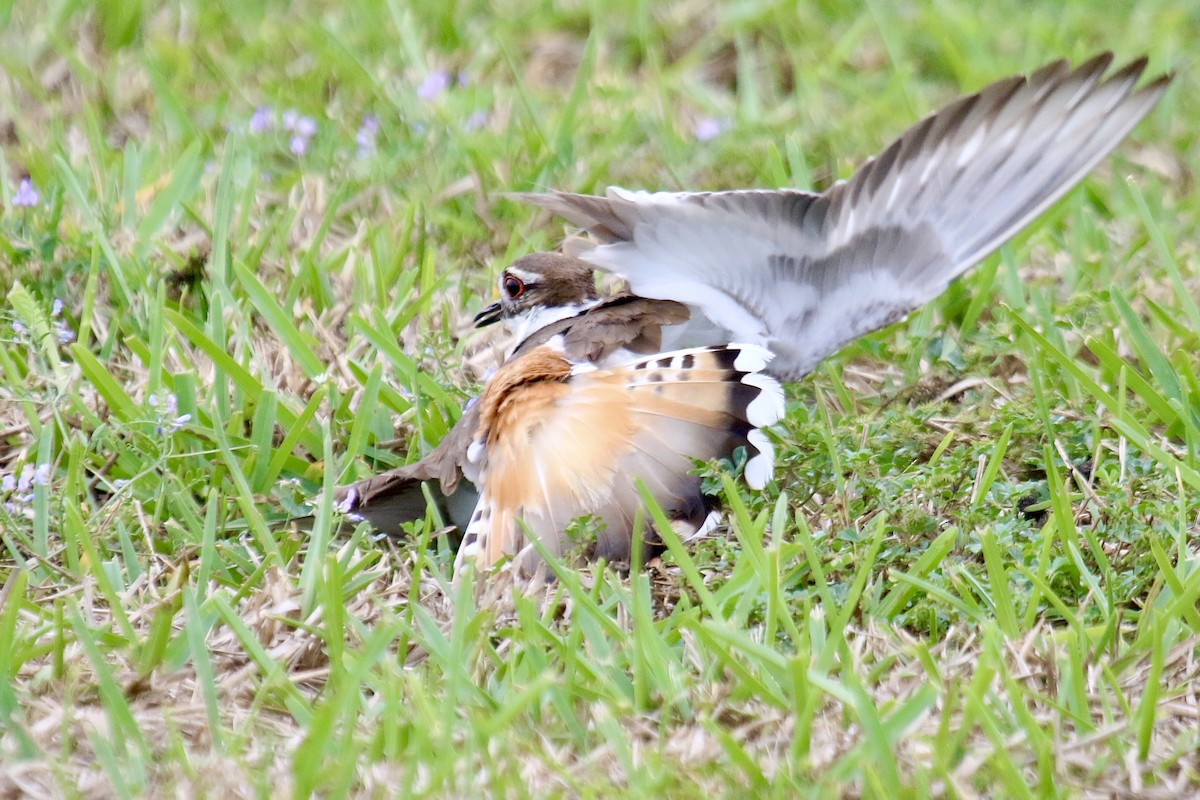 Killdeer - ML643595191