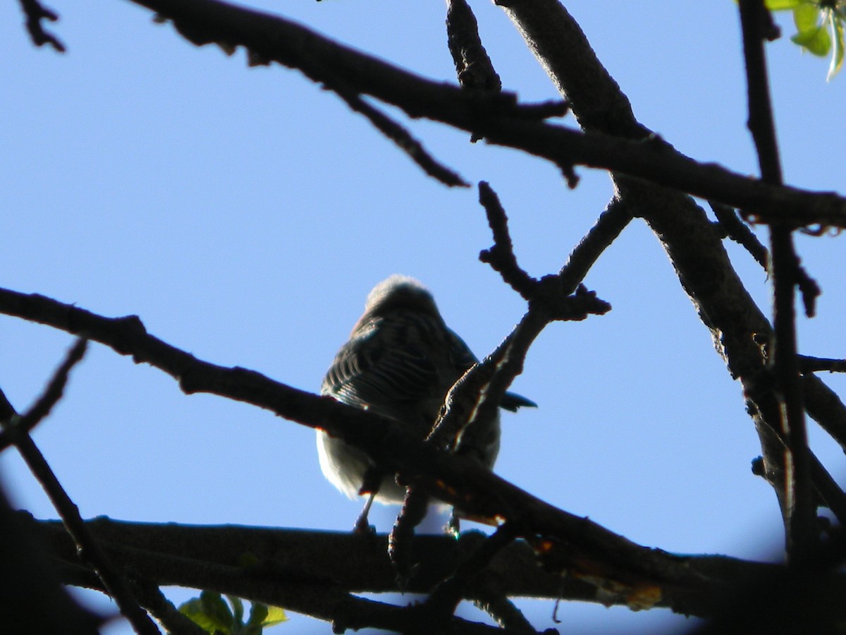 Rufous-collared Sparrow - ML643595202
