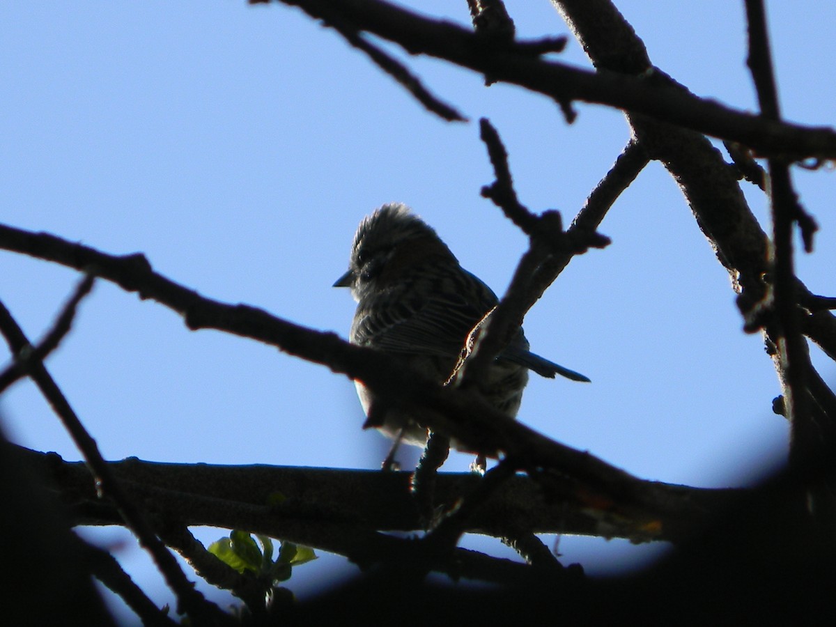 Rufous-collared Sparrow - ML643595203