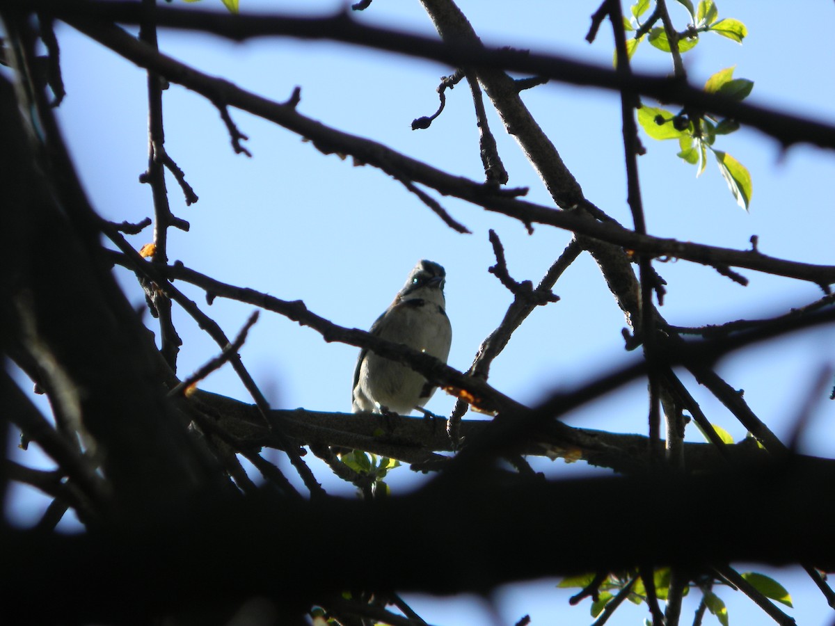 Rufous-collared Sparrow - ML643595205
